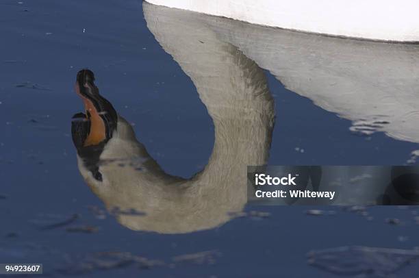 Photo libre de droit de Bleu Profond Reflet De Leau Glacée Blanche Cygne Tuberculé Cygnus Olor banque d'images et plus d'images libres de droit de A l'envers