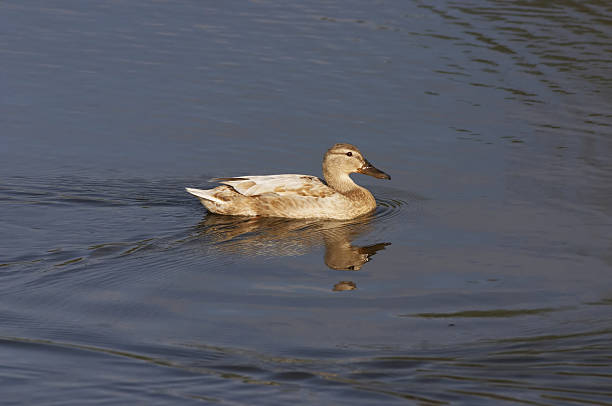 istock Albino mallard female duck 94923609