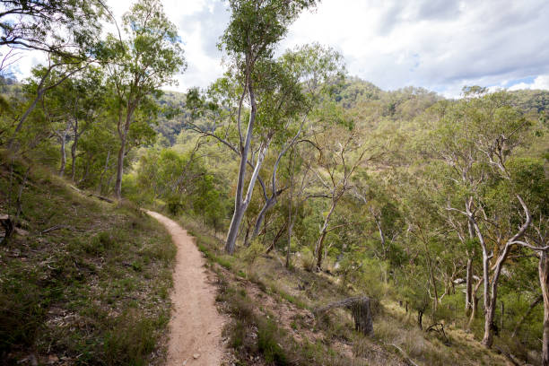 A rough dirt walking track winds through a rough forest A walking track in NSW is surrounded by Australian native forest with a lighty clouded sky on a sunny day bushbuck stock pictures, royalty-free photos & images