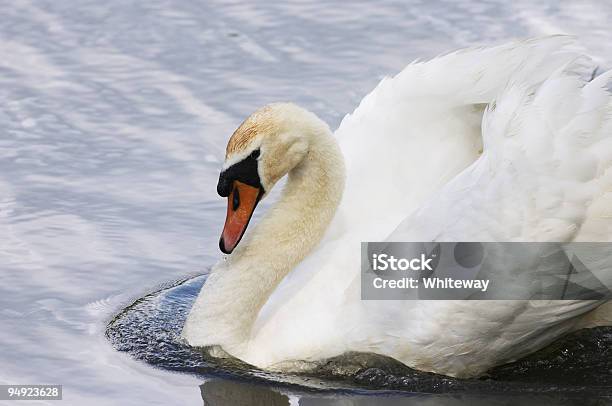 Agressivo Masculino Cisnebranco Cisne Olor De Forma De Onda - Fotografias de stock e mais imagens de Ameaça