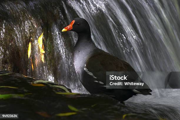 Teichhuhn Und Wasserfall Red Schnabel Motion Blur Stockfoto und mehr Bilder von Bach - Bach, Bewegung, Bewegungsunschärfe