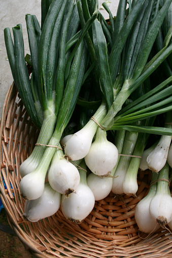 Bundles of fresh green onions on display at a farmers market.