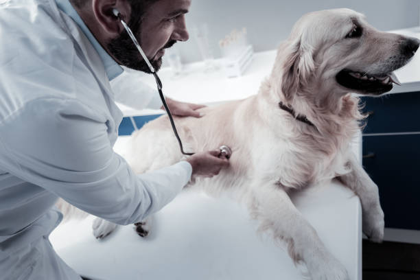 istock Positive smart doctor checking dogs breath 949238746