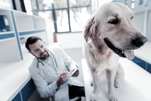 istock Nice beautiful dog sitting in the vet 949238984