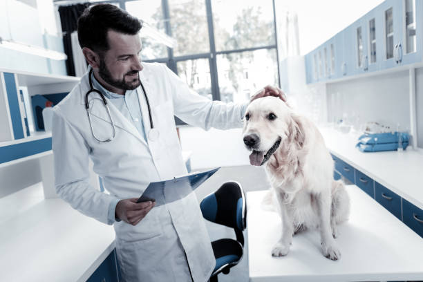 istock Cheerful nice veterinarian stroking the dog 949239062