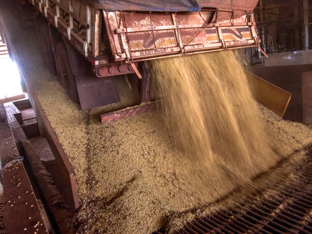 Mato Grosso, Brazil, March 01, 2008. Truck makes a soybean dump at an silo in Mato Grosso State