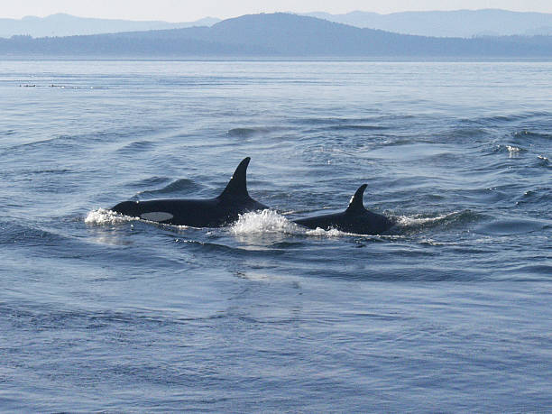 Orca: Killer Whale and Calf  killer whale photos stock pictures, royalty-free photos & images