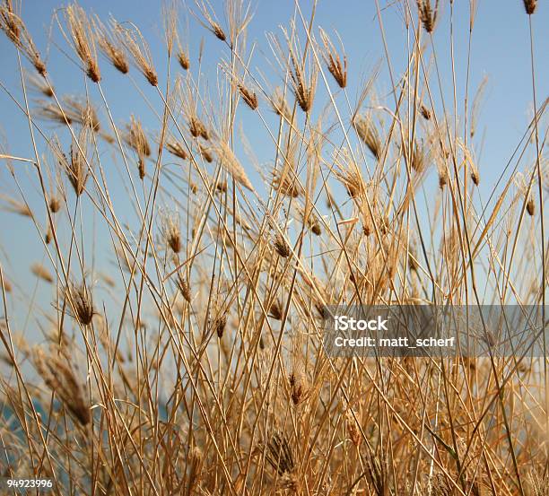 Padrões Naturais - Fotografias de stock e mais imagens de Amarelo - Amarelo, Ao Ar Livre, Bege