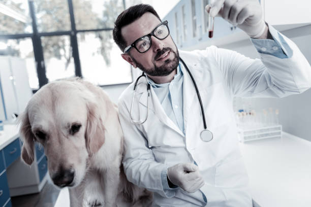 istock Smart skillful doctor looking at the blood sample 949239992