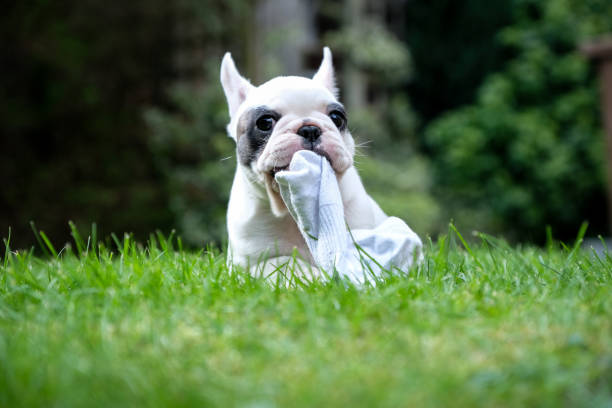 8 weeks old Pied French Bulldog puppy chewing on sock in the graden Close up of Pied French Bulldog puppy chewing on a piece of sock pied stock pictures, royalty-free photos & images