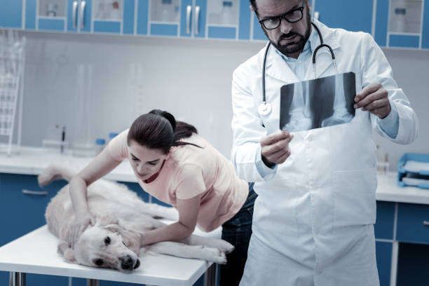 istock Smart professional veterinarian putting a diagnosis 949240048