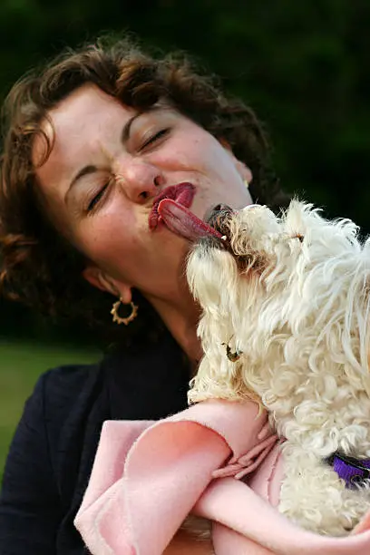 A woman holding a little bichon frisee screws her face up as the dog tries to lick her.