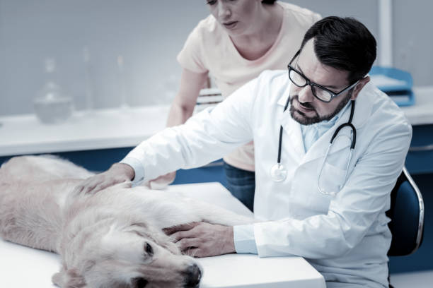 istock Nice smart doctor worrying about the dog 949240220