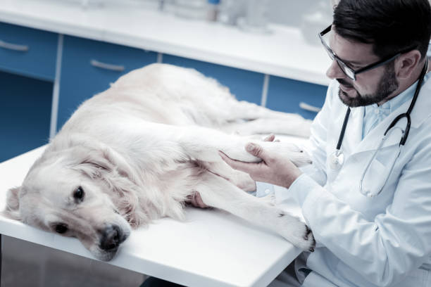istock Smart professional doctor checking his patient 949240296