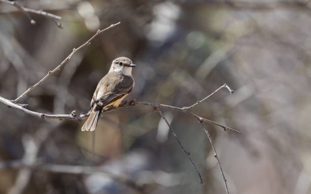 istock Female Vermillion Flycatcher 949240336