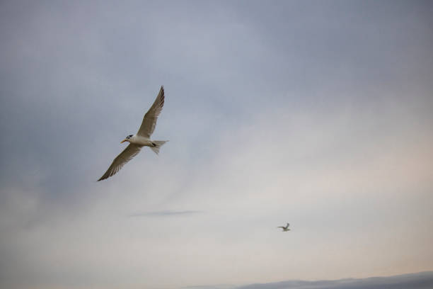 istock Greater Crested Tern bird in mid flight by the waterside on Paarden Eiland beach at sunrise. 949241444