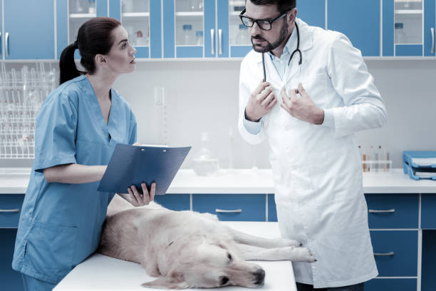 istock Nice smart veterinarian talking to his assistant 949243350
