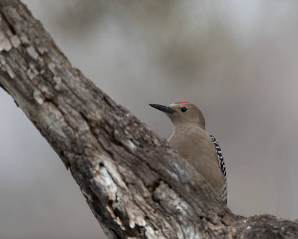 istock Male Gila Woodpecker 949243552
