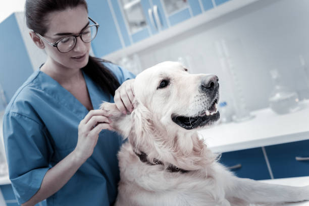 istock Nice young woman caring about the dog 949244462