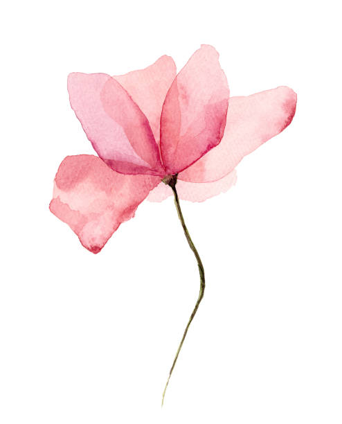 Flores En Colores Pastel - Banco de fotos e imágenes de stock - iStock Flores En Colores Pastel - Banco de fotos e imágenes de stock - iStock