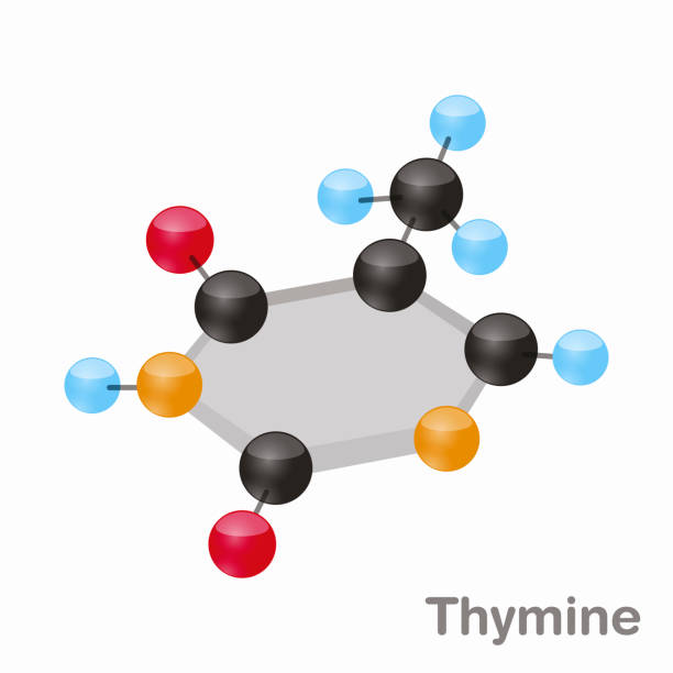 illustrazioni stock, clip art, cartoni animati e icone di tendenza di thymine hexnut, molecola di nucleobase di t. purine. presente nel dna. illustrazione vettoriale 3d su sfondo bianco - hydrogen bonding