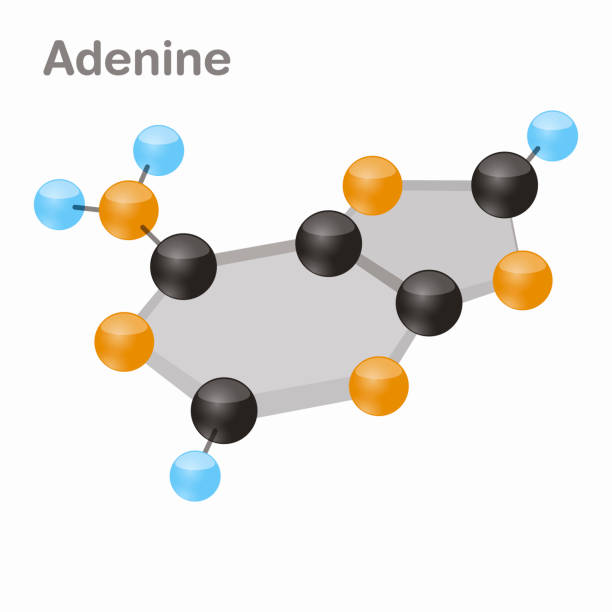 illustrazioni stock, clip art, cartoni animati e icone di tendenza di dna nucleotides-4, adenina, a. pirimidina molecola nucleobase illustrazione vettoriale 3d - hydrogen bonding