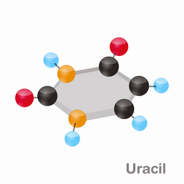 illustrazioni stock, clip art, cartoni animati e icone di tendenza di uracil hexnut, u. pyrimidine molecola nucleobase. presente nel dna. illustrazione vettoriale 3d su sfondo bianco - hydrogen bonding