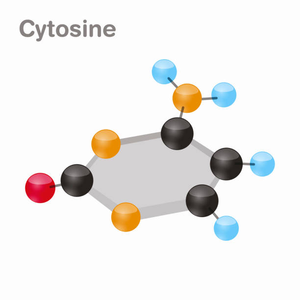 illustrazioni stock, clip art, cartoni animati e icone di tendenza di citosina hexnut, molecola del nucleobase di c. pirimidina. presente nel dna. illustrazione vettoriale 3d su sfondo bianco - hydrogen bonding