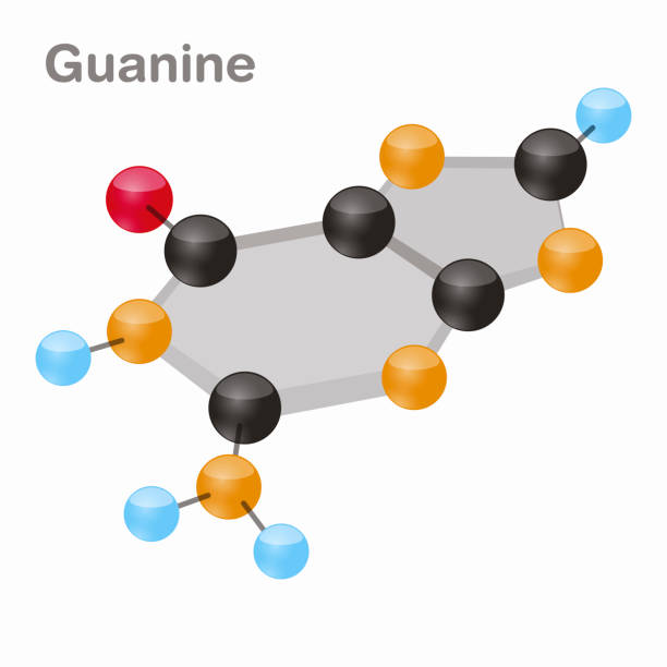 illustrazioni stock, clip art, cartoni animati e icone di tendenza di guanina hexnut, molecola del nucleobase di g. purine. presente nel dna. illustrazione vettoriale 3d su sfondo bianco - hydrogen bonding