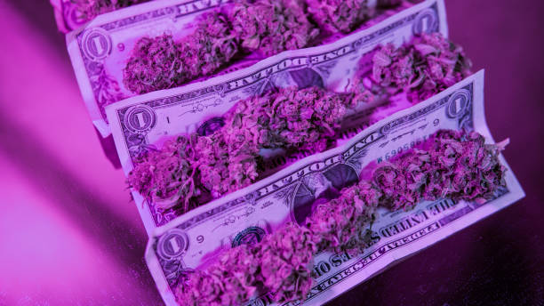 istock Medical use of healing marijuana cbd thc . 949253354