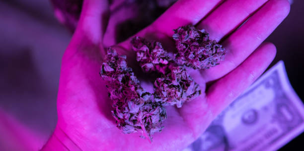 istock Close up of medical marijuana buds 949253404