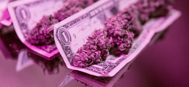 istock Big medical marijuana buds on the dollars background. Illegal narcotic traffic 949253446