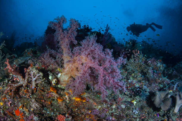 istock Scuba Diver and Beautiful Soft Corals 949256036