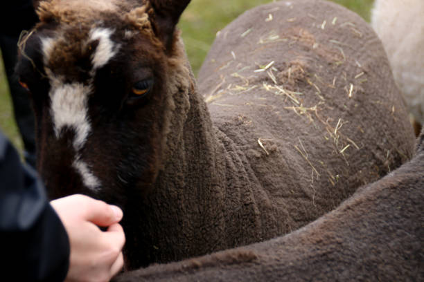 istock Farm Sheep Eating Oats from Hand 949259254