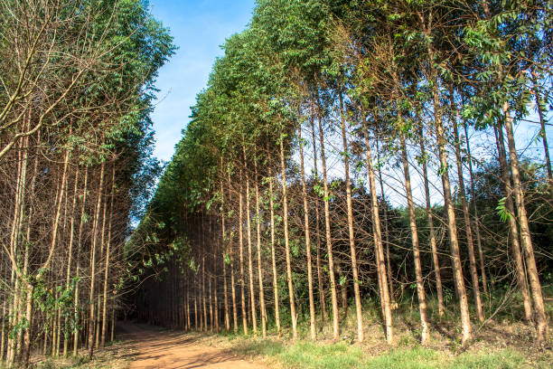 istock Forest of eucalyptus tree in Brazil 949259752