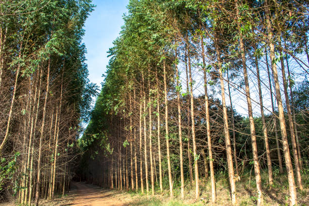 istock Forest of eucalyptus tree in Brazil 949259754