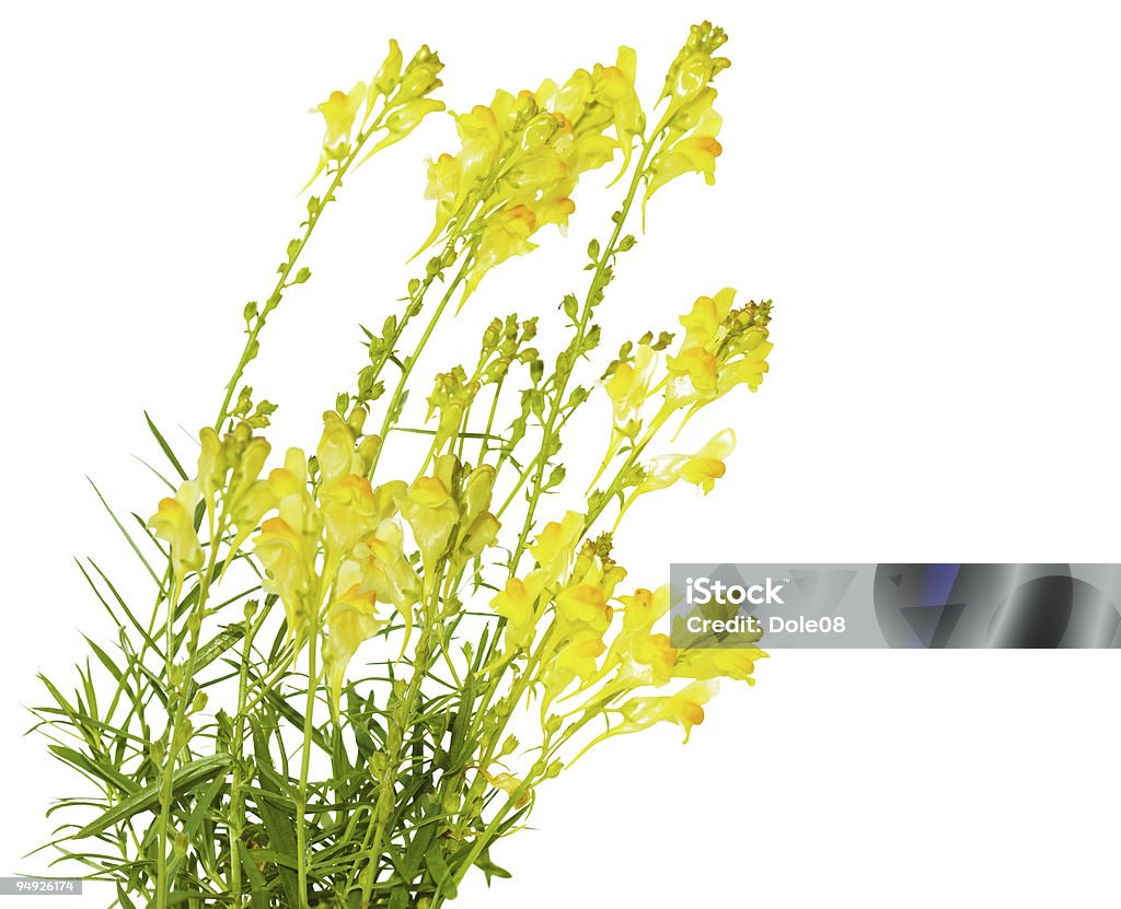 Toadflax - Lizenzfrei Ast - Pflanzenbestandteil Stock-Foto