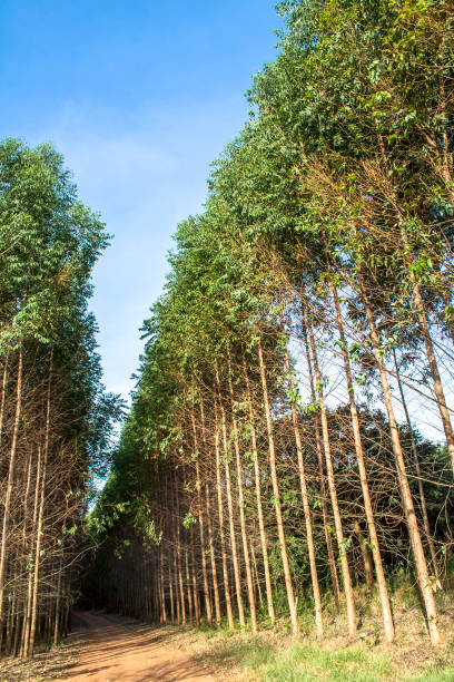 istock Forest of eucalyptus tree in Brazil 949262226