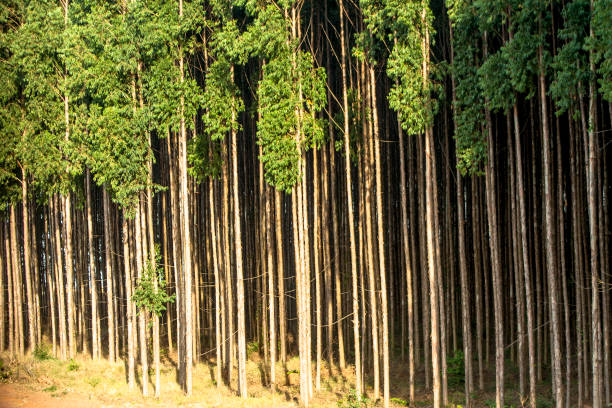 istock Forest of eucalyptus tree in Brazil 949262344