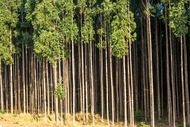 istock Forest of eucalyptus tree in Brazil 949262384