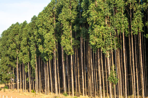 istock Forest of eucalyptus tree in Brazil 949262408
