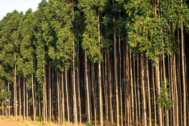 istock Forest of eucalyptus tree in Brazil 949262446