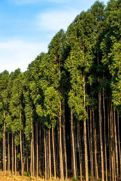 istock Forest of eucalyptus tree in Brazil 949262452