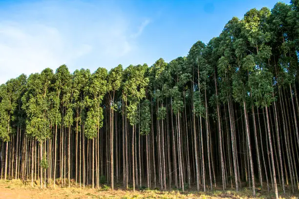 Forest of eucalyptus tree in Sao Paulo state, Brazil