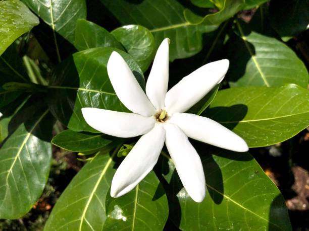 White Tahitian gardenia flower (Gardenia taitensis) also called a Tiaré flower growing among green leaves