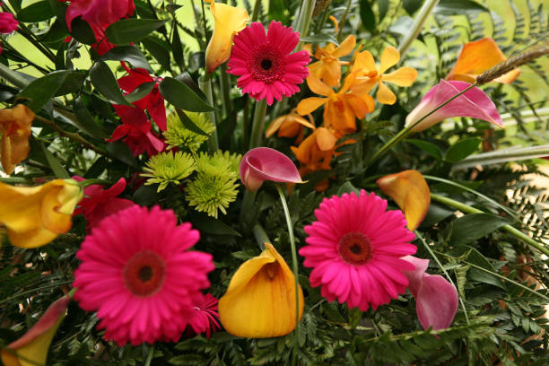 close-up de flores coloridas - foto de acervo