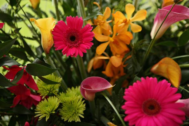 arranjo de flores belas e coloridas - foto de acervo