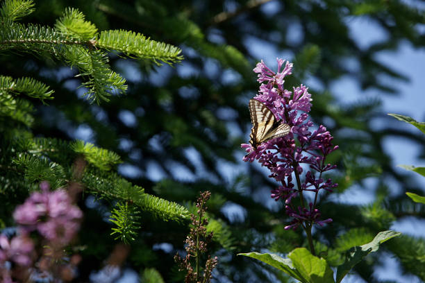 Belas borboletas em uma flor - foto de acervo