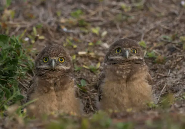 A wild burrowing owl family in a grassy field during the early morning hours in Cape Coral which is located on southern Gulf of Mexico coast of Florida.  Cape Coral also has the distinction of having the largest population of the Florida species of the Burrowing Owl (Athene cunicularia floridana) in the State.