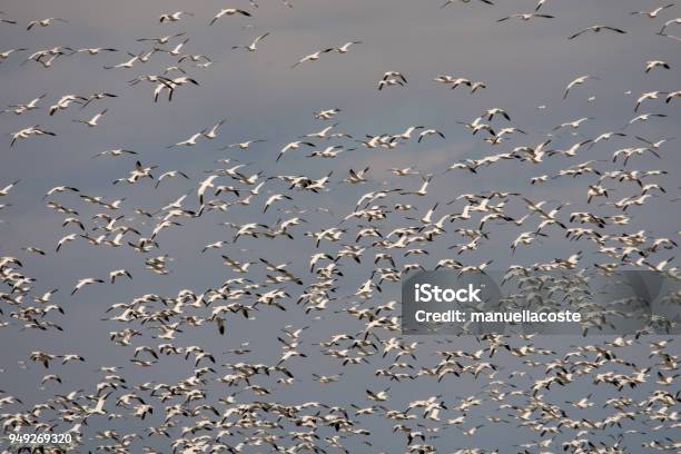 Snow Geeses Leaving For The Arctic Stock Photo - Download Image Now - Agricultural Field, Agriculture, Animal